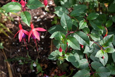 Close-up of pink flowering plant