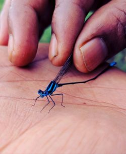 Close-up of hand holding insect