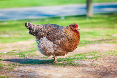 Close-up of a bird on field