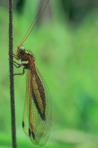 Close-up of insect