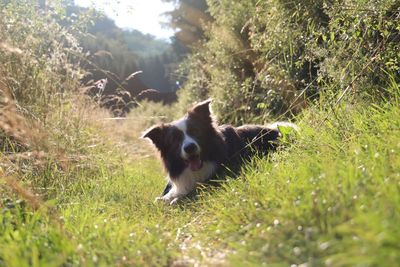 Dog on grass