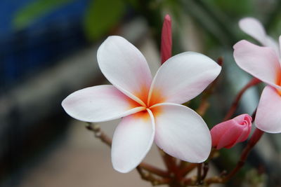 Close-up of white flowering plant