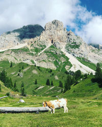 View of a cow in the alpes