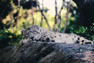 Close-up of snow leopard sleeping on rock in forest