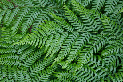 Full frame shot of plants