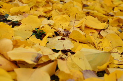 Full frame shot of yellow leaves during autumn