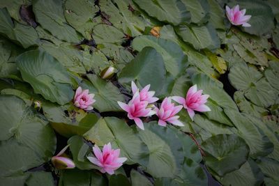 High angle view of lotus growing in pond