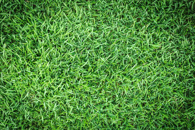 Full frame shot of grass on field