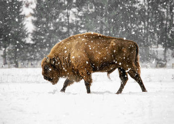 View of a bison on snowy field