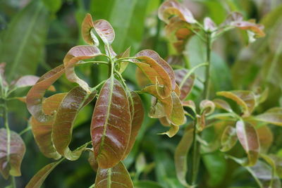 Close-up of flowering plant