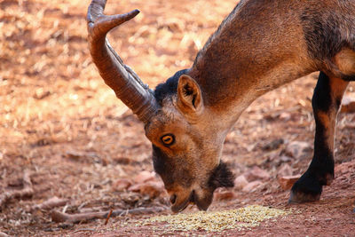 Close-up of giraffe standing outdoors