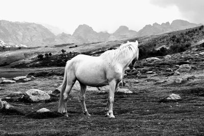 Horse standing on field against mountains