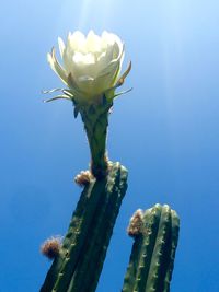 Low angle view of flowers against blue sky