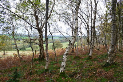 View of trees in forest