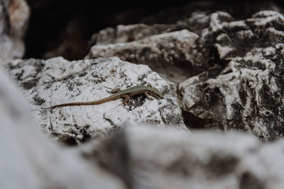 Close-up of lizard on rock