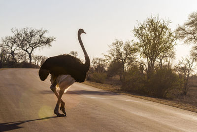 Side view of horse on road against trees