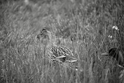 View of a duck on field