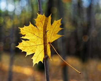 Close-up of yellow maple leaf on tree