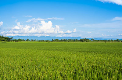 Scenic view of agricultural field against sky