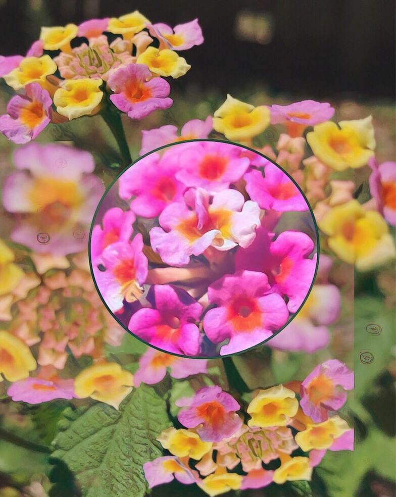 CLOSE-UP OF FLOWERS BLOOMING