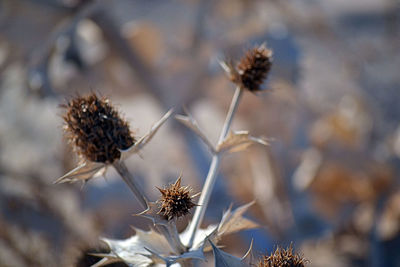 Close-up of dried plant