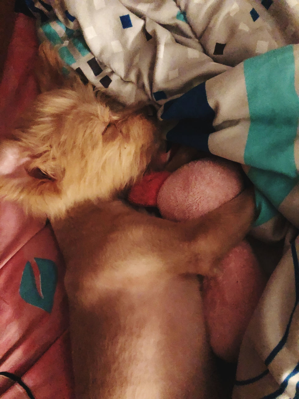 HIGH ANGLE VIEW OF A DOG SLEEPING ON BED