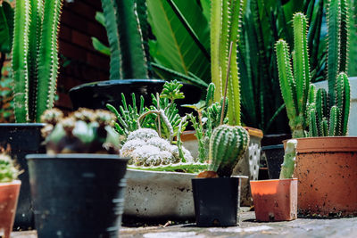 Close-up of potted cactus plants in yard