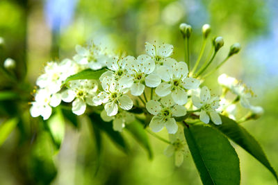 Close-up of white flowering plant