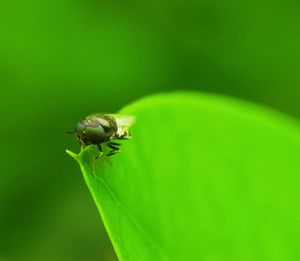 Close-up of insect on leaf
