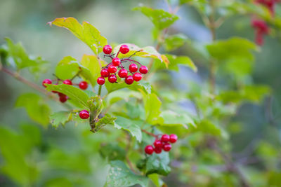 Close-up of red berries growing on plant