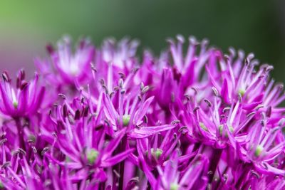 Close-up of pink flowers