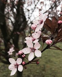 Cherry blossoms in spring