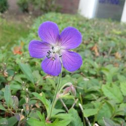 Close-up of purple flowers blooming outdoors