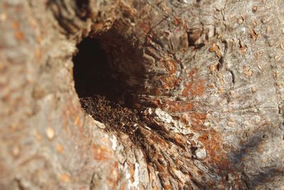 Close-up of lizard on tree trunk