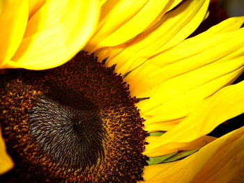 Close-up of sunflower