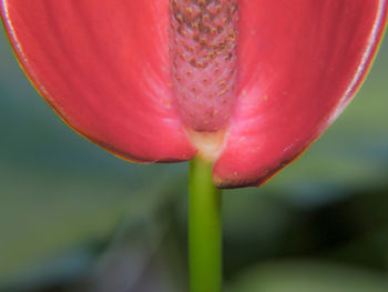 Close-up of flower growing outdoors