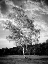 Tree on field against sky