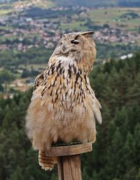 Portrait of owl looking away