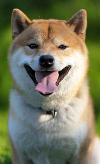 Close-up of dog looking away