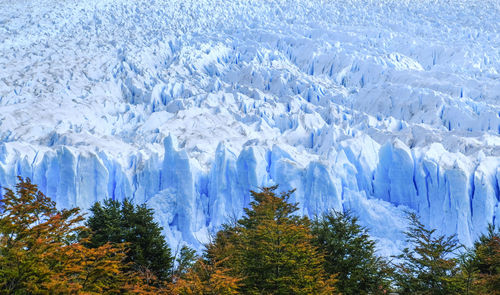 Panoramic view of pine trees on snow covered landscape