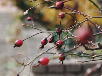 Close-up of berries growing on tree