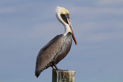 Low angle view of bird perching on wooden post