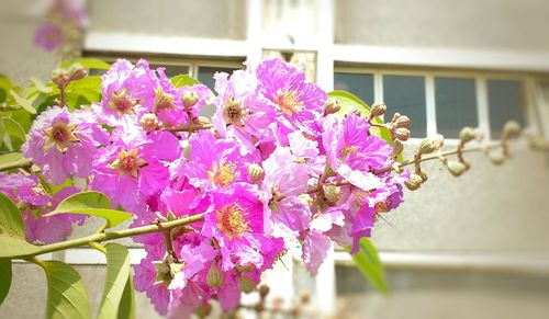 Close-up of pink flowers