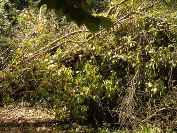 Plants against trees