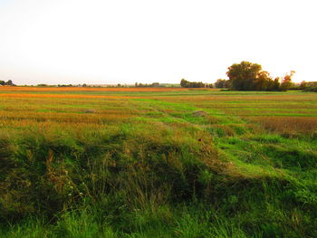 Scenic view of field against clear sky