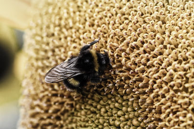 Close-up of bee