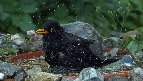 Close-up of bird on rock by lake