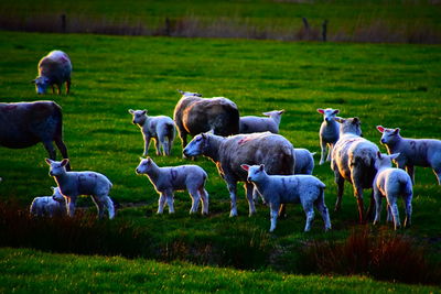 Flock of sheep on grassy field