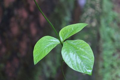 Close-up of green leaf