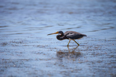 Little blue heron bird egretta caerulea hunts for frogs amid water fern salvinia minima 